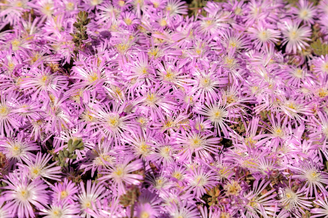 lavender rosea ice plant Rosea Pink Ice Plant