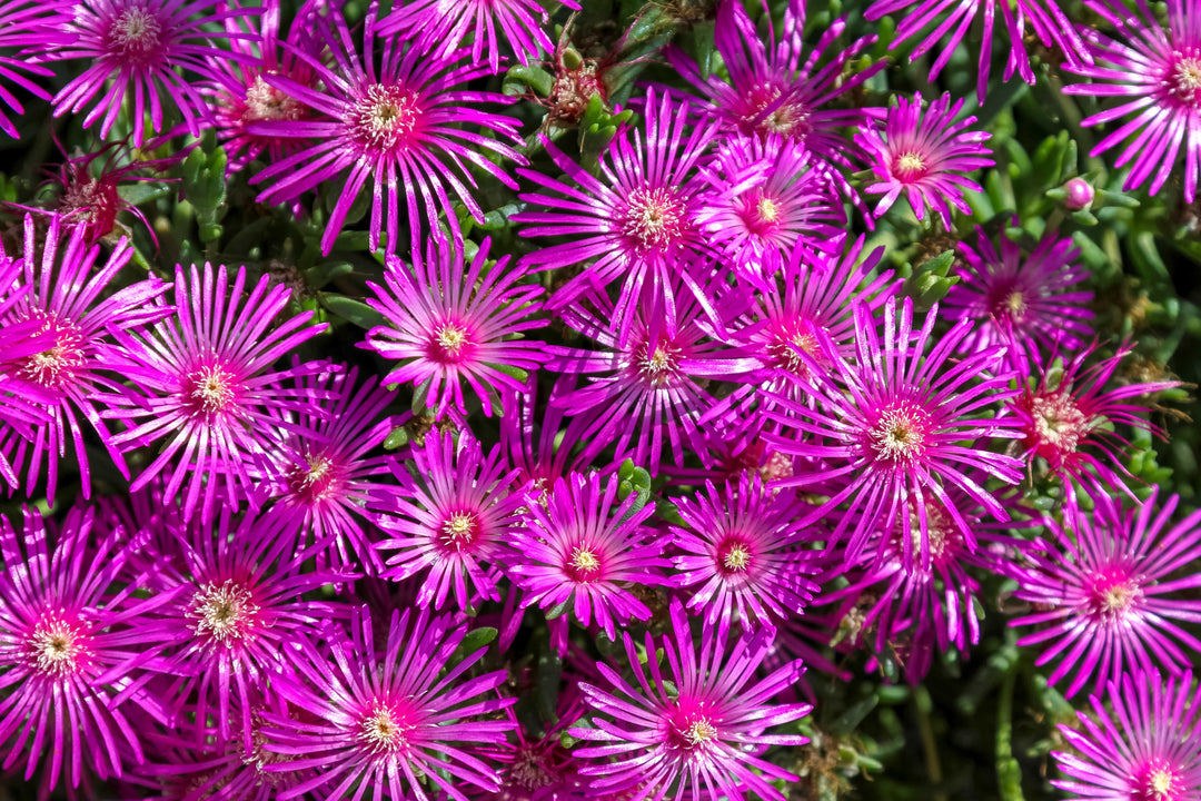rosea lavender ice plant Rosea Purple Ice Plant