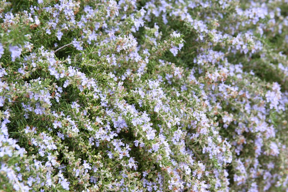 Trailing Rosemary - 1 Gallon