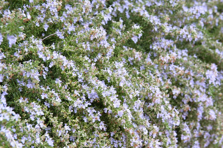 Trailing Rosemary - 1 Gallon