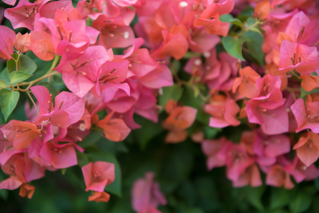 Rosenka Bougainvillea Bush