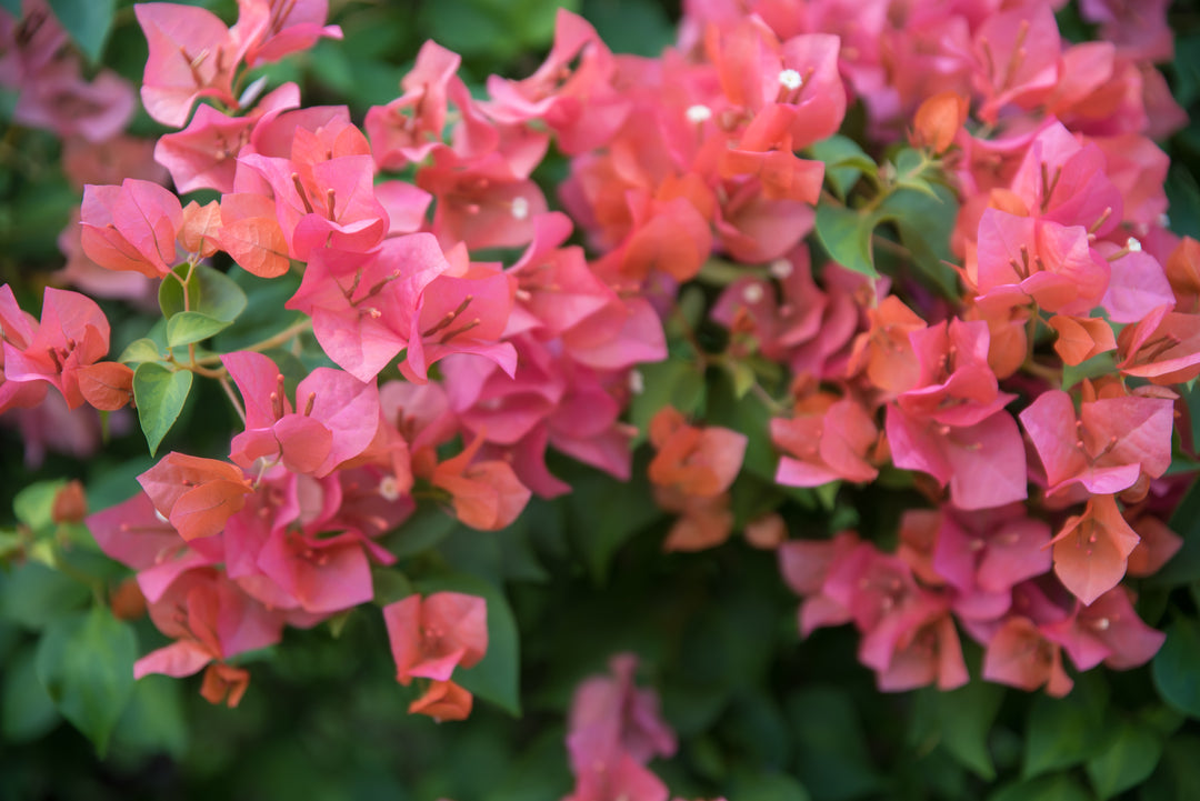 Rosenka Bougainvillea Bush