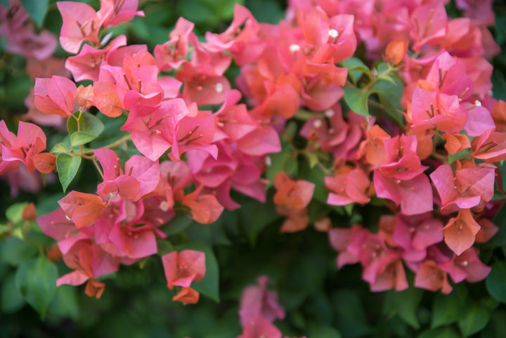 Rosenka Bougainvillea Bush
