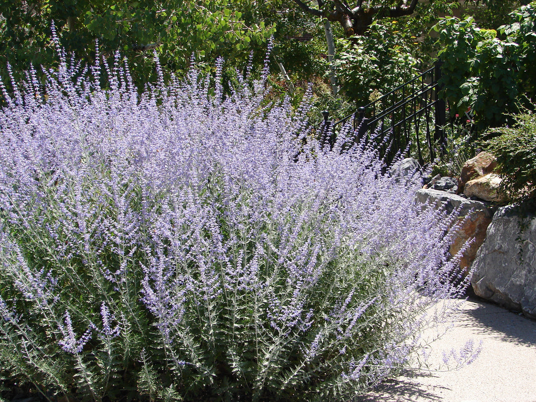 Russian Sage - 5 Gallon