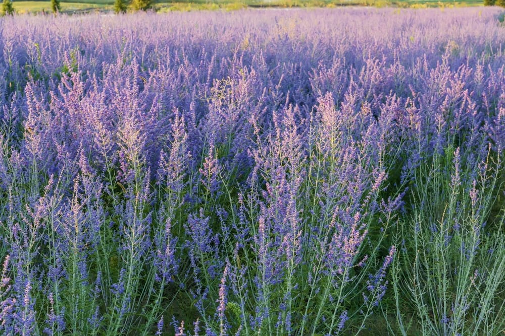 russian lavender plant Russian Sage