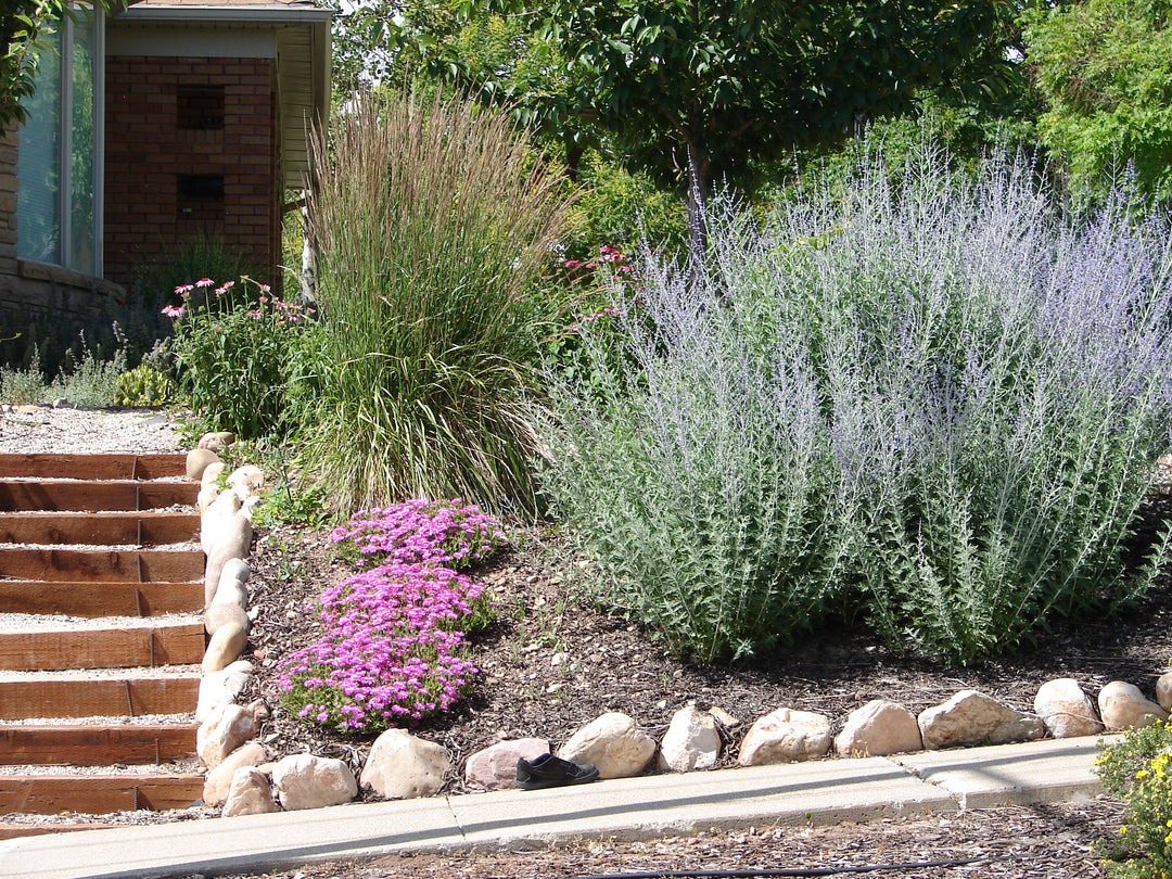 Russian Sage - 5 Gallon