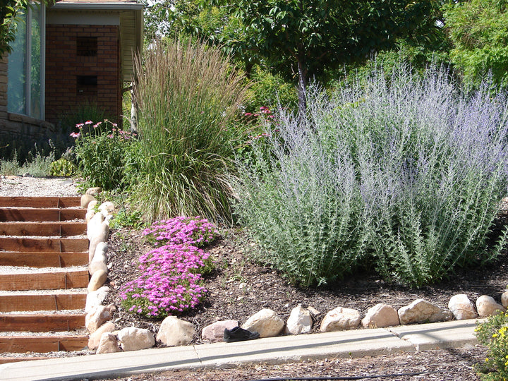 Russian Sage - 5 Gallon