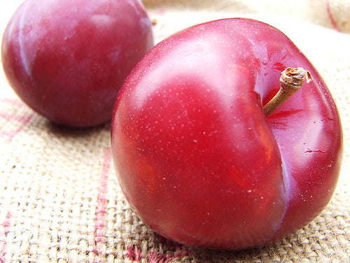 Santa Rosa Plum Tree - 15 Gallon