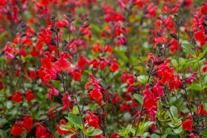 Salvia greggii 'Furman's Red'