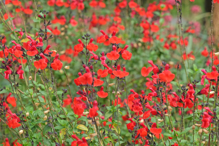 Salvia greggii 'Furman's Red'