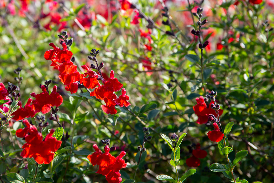 Salvia greggii 'Furman's Red'