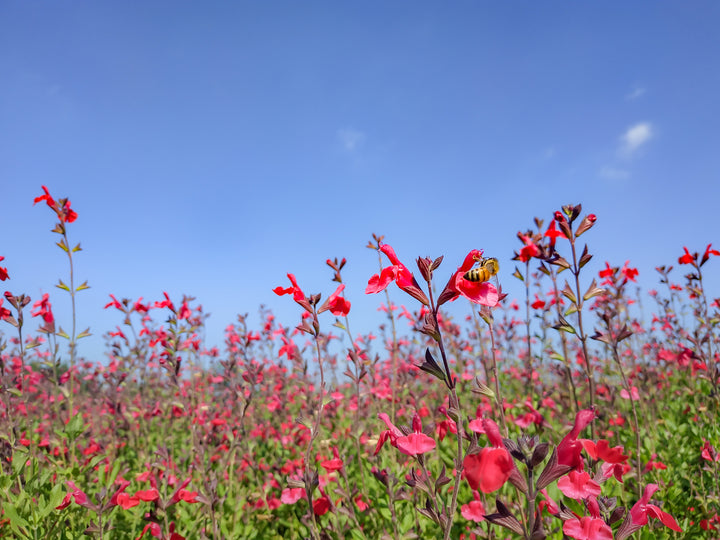 Salvia greggii 'Furman's Red'