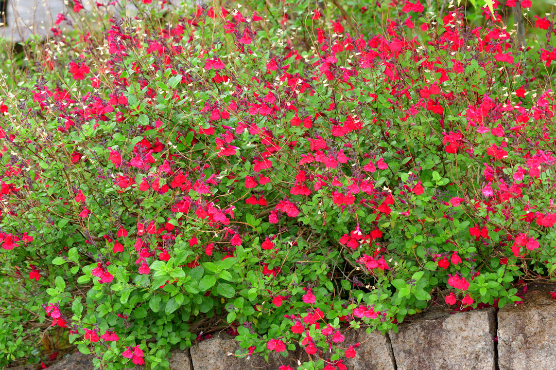Salvia greggii 'Furman's Red'
