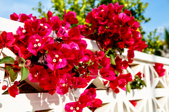 San Diego Red Bougainvillea Vine