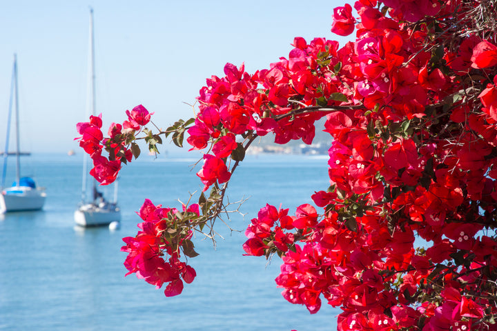 San Diego Red Bougainvillea Vine