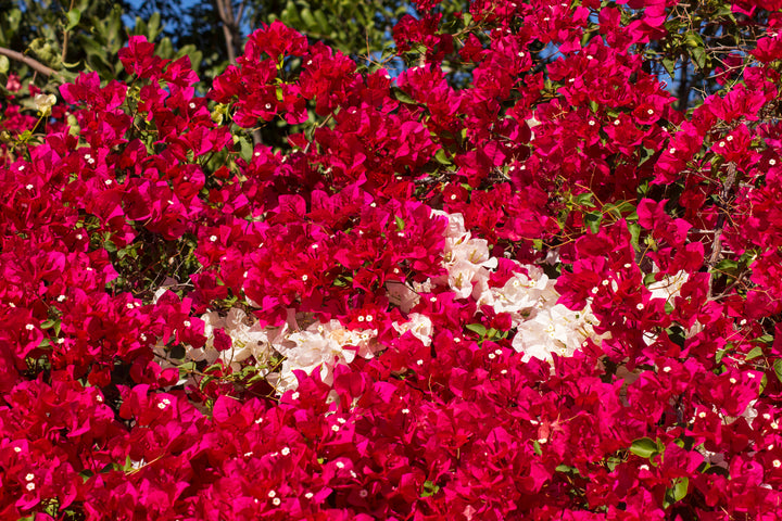 San Diego Red Bougainvillea Vine