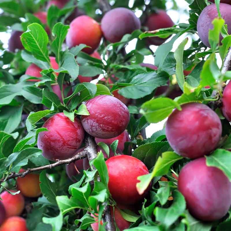 Satsuma Plum Tree - 15 Gallon