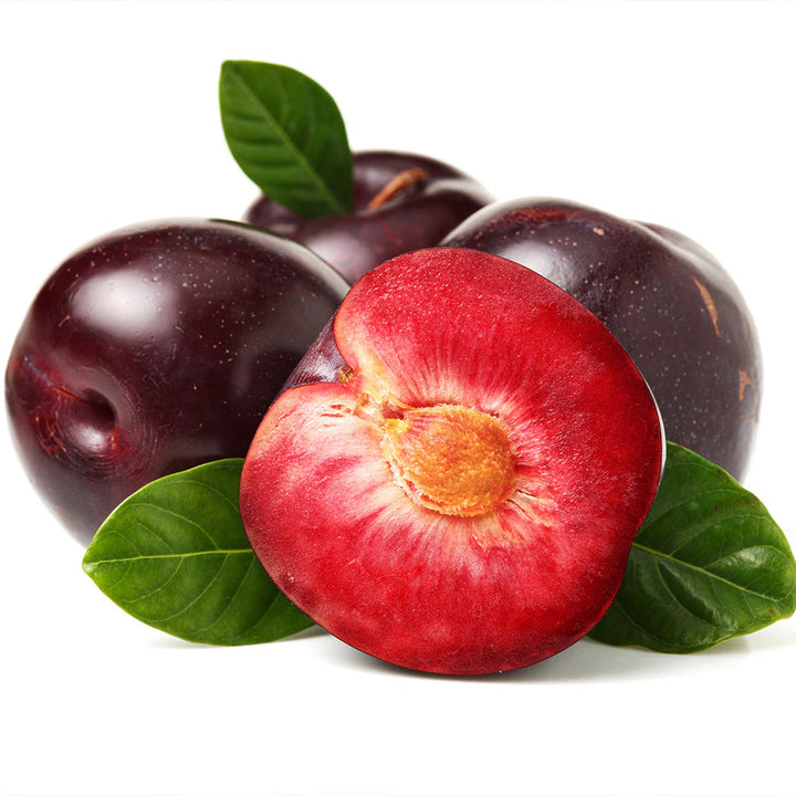 Satsuma Plum Tree - 15 Gallon