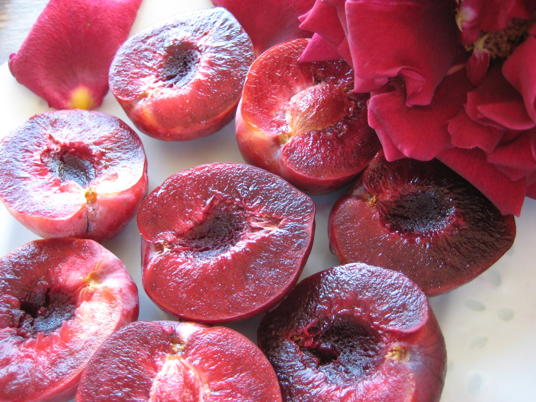 Satsuma Plum Tree - 15 Gallon