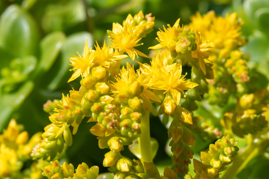 Sedum confusum - Flat