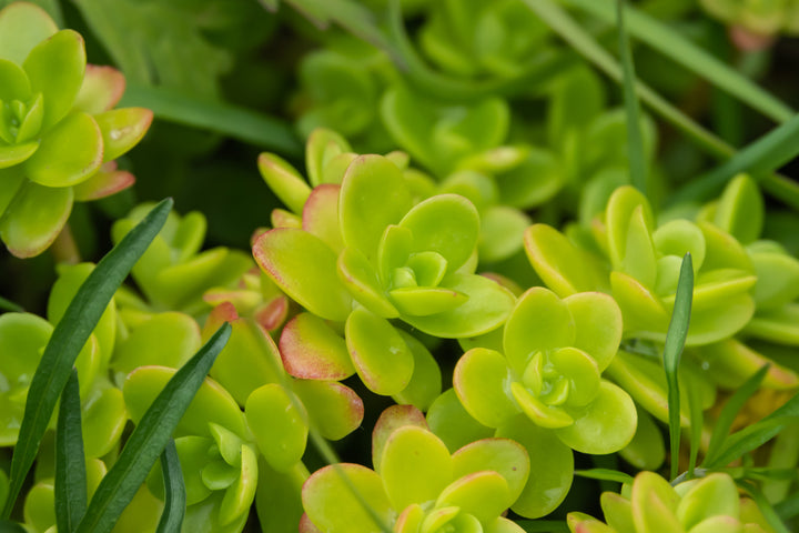 Sedum confusum - Flat