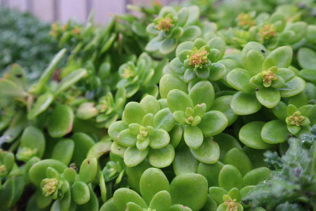 Sedum confusum - Flat