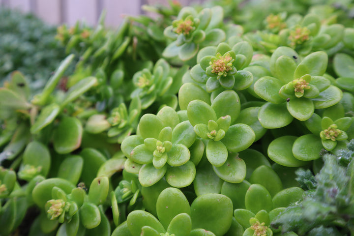 Sedum confusum - Flat