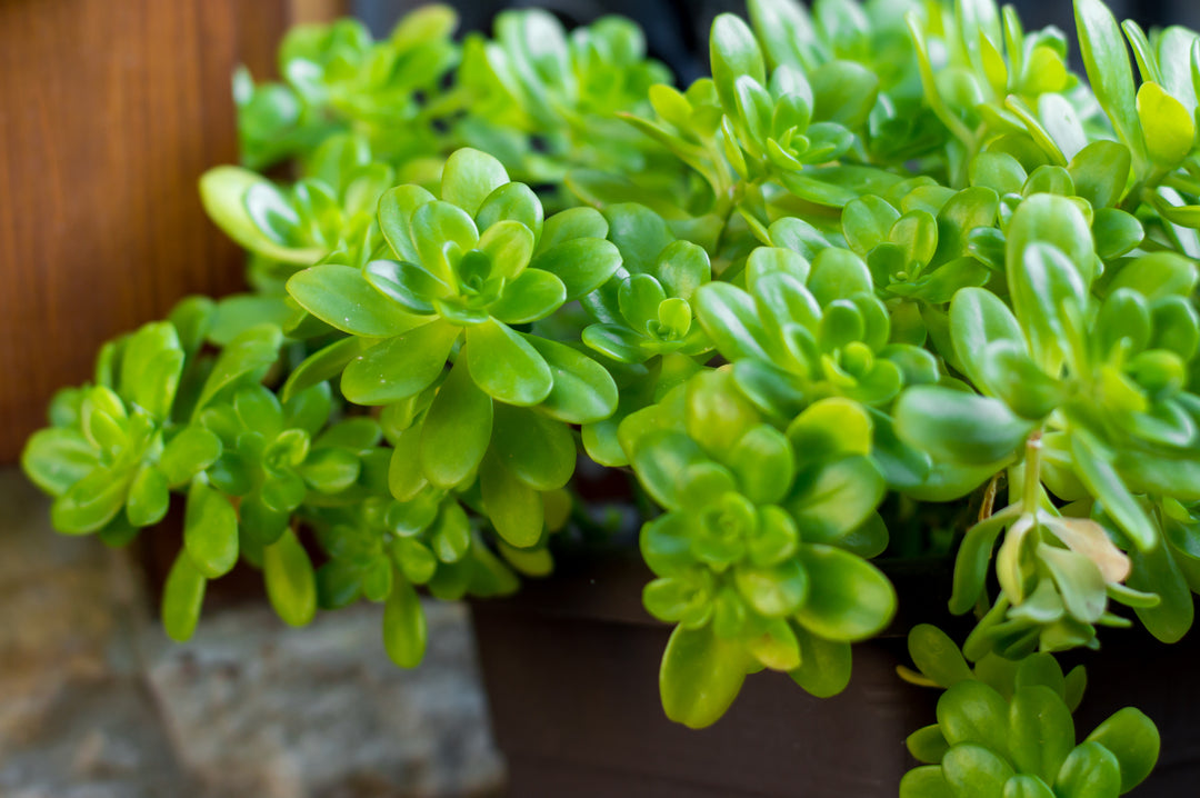 Sedum confusum - Flat