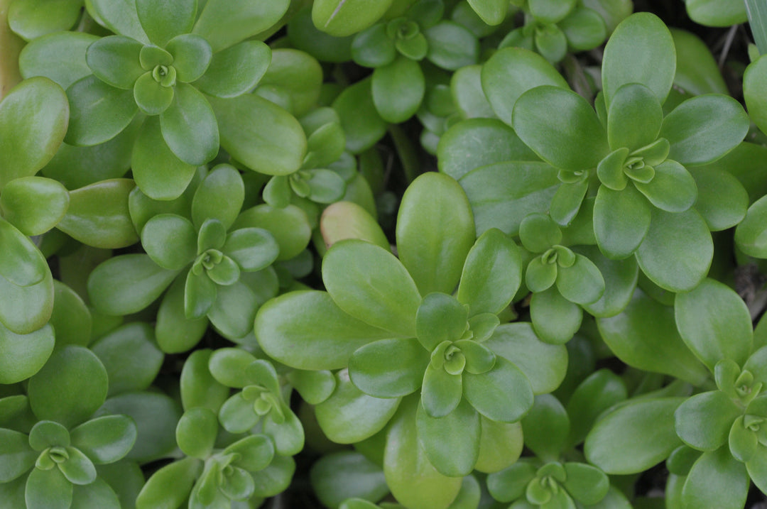 Sedum confusum - Flat