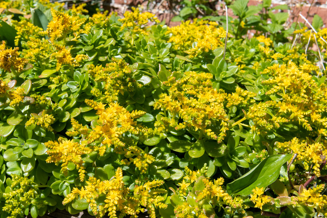 Sedum confusum - Flat