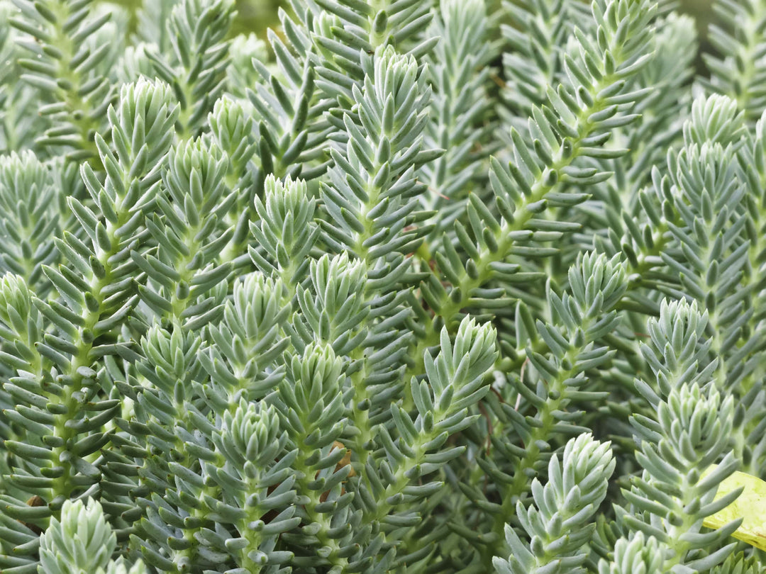 blue sedum succulent Sedum Reflexum 'Blue Spruce Stonecrop'