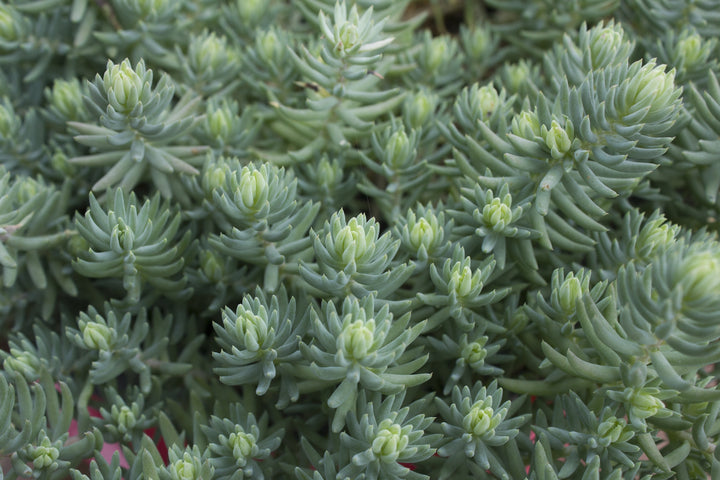 Sedum Reflexum 'Blue Spruce Stonecrop' - Flat