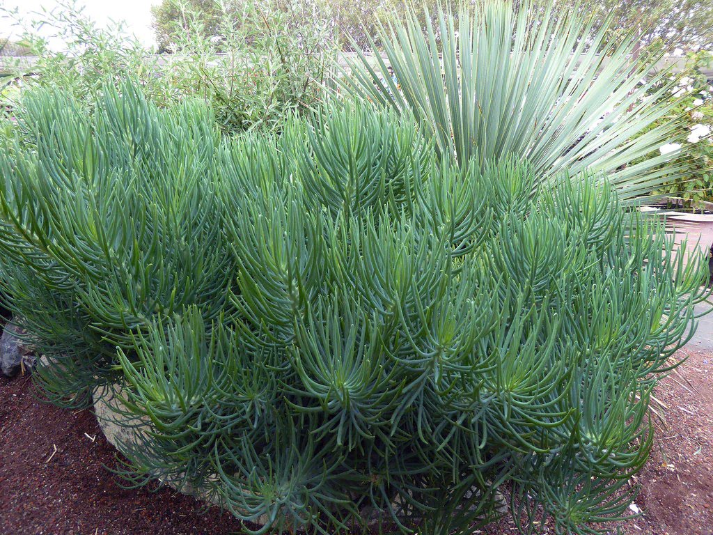narrow leaf succulent Senecio vitalis (S. cylindricus) Narrow-Leaf Chalksticks