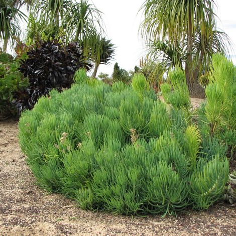 Senecio vitalis (S. cylindricus) Narrow-Leaf Chalksticks - 5 Gallon