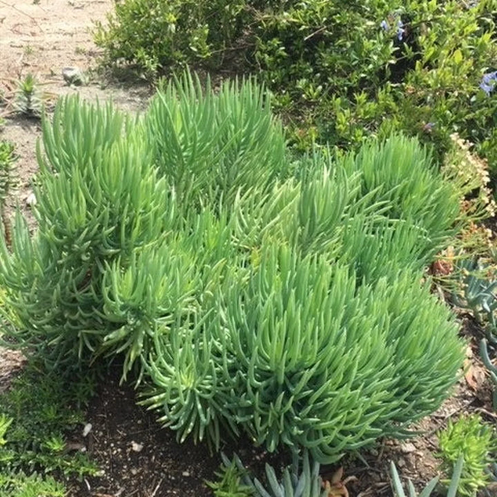 Senecio vitalis (S. cylindricus) Narrow-Leaf Chalksticks - 5 Gallon