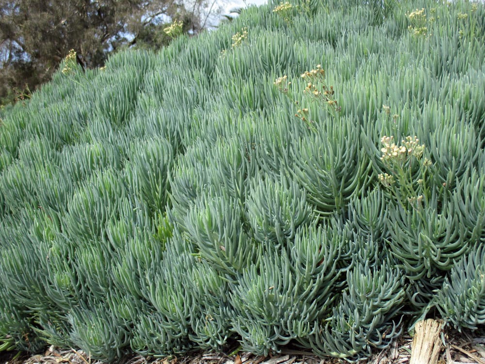 skinny leaf succulent Senecio vitalis (S. cylindricus) Narrow-Leaf Chalksticks