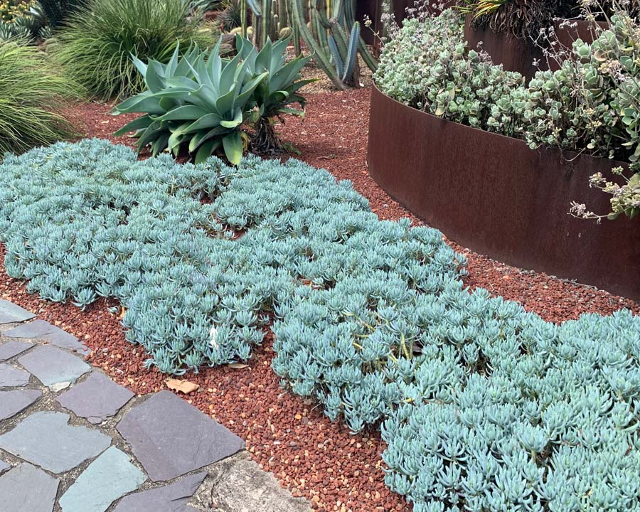 Dwarf Blue Chalk Sticks - 1 Gallon