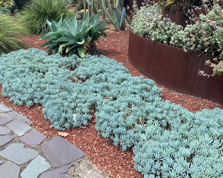 Dwarf Blue Chalk Sticks - 1 Gallon