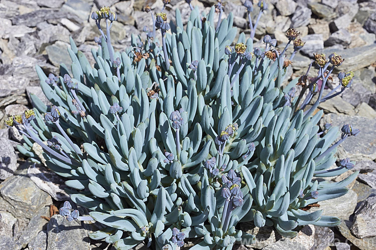 Dwarf Blue Chalk Sticks - 1 Gallon