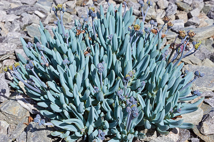 Dwarf Blue Chalk Sticks - 1 Gallon