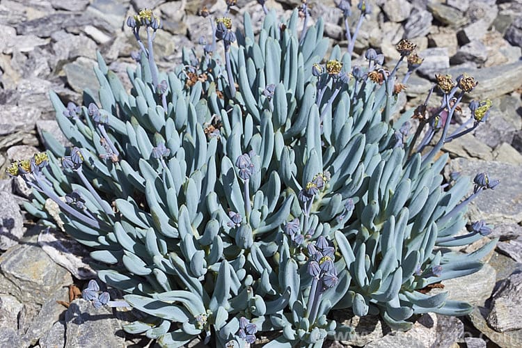 blue chalk sticks succulent flower Dwarf Blue Chalk Sticks - 1 Gallon