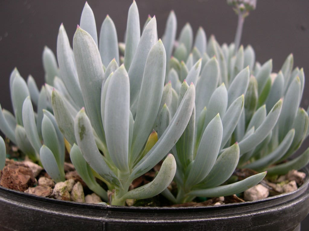 blue pencil succulent Dwarf Blue Chalk Sticks - 1 Gallon