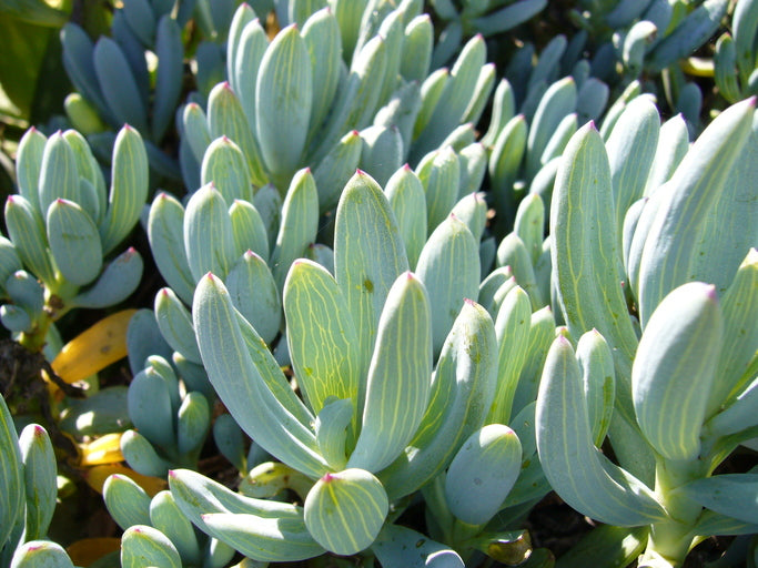 blue chalk sticks succulent care Dwarf Blue Chalk Sticks