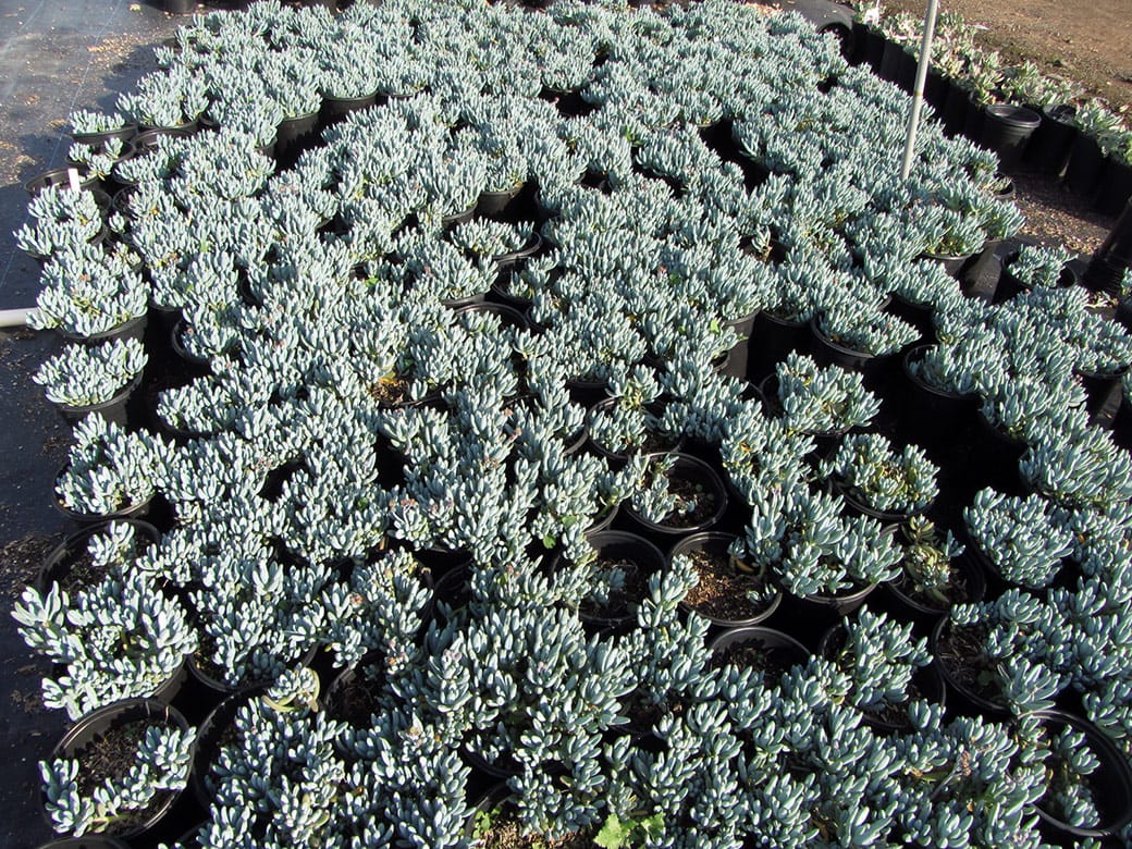 blue ground cover succulent Dwarf Blue Chalk Sticks - 1 Gallon