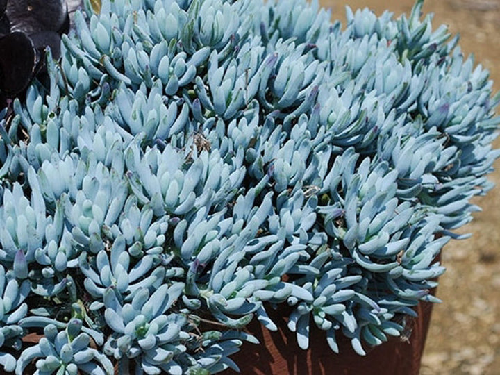 Dwarf Blue Chalk Sticks - 1 Gallon