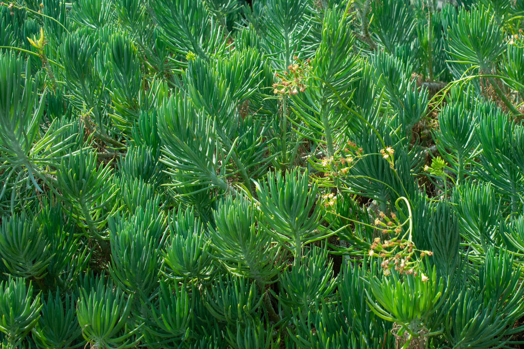 narrow leaf succulent Senecio vitalis (S. cylindricus) Narrow-Leaf Chalksticks - 5 Gallon