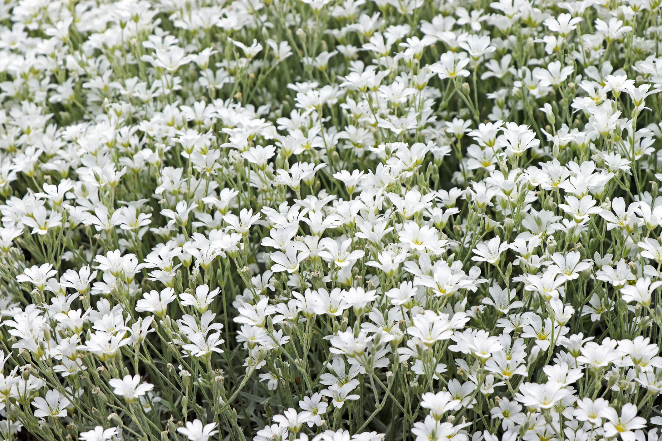 Snow in Summer - Flat