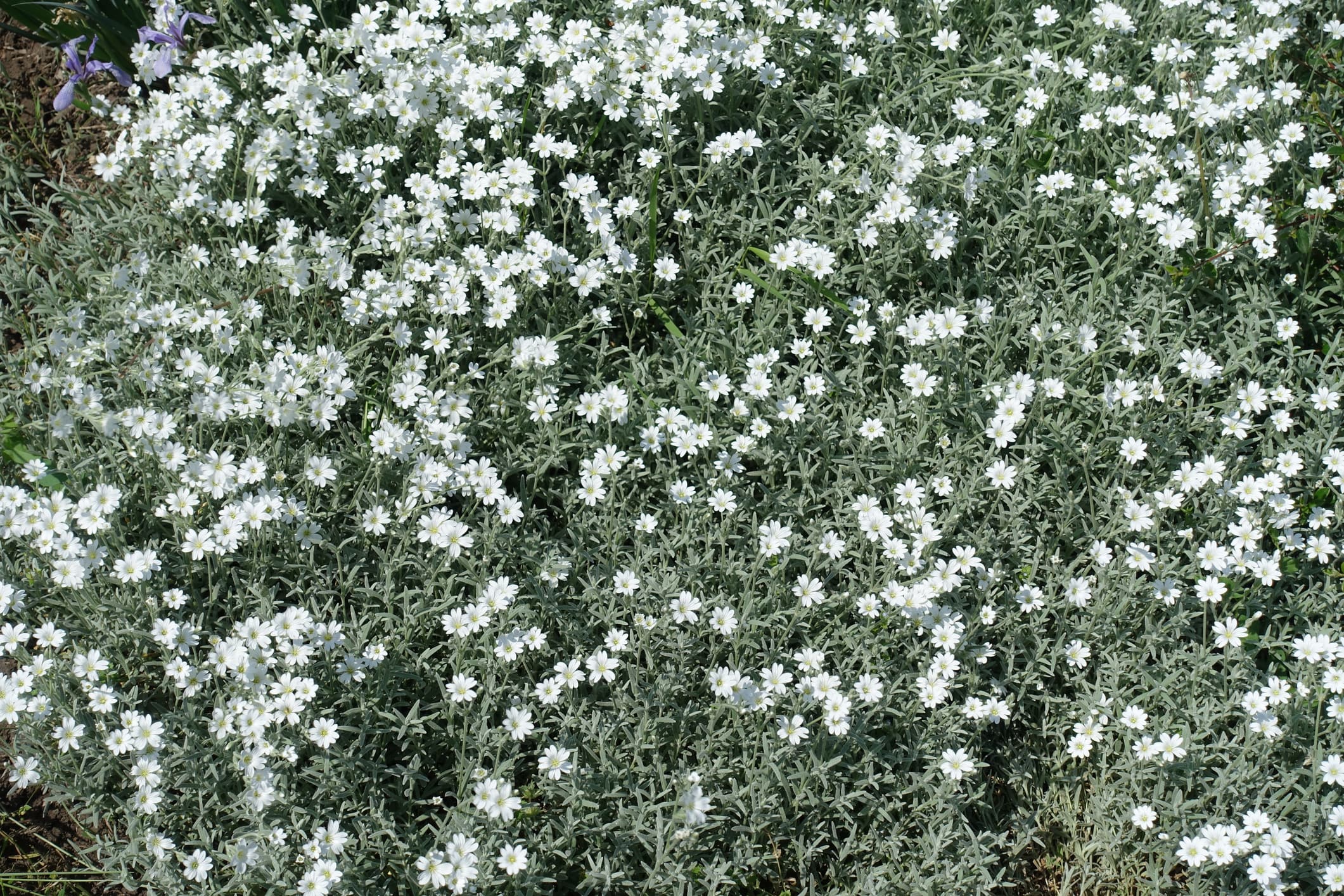 Snow in Summer - Flat