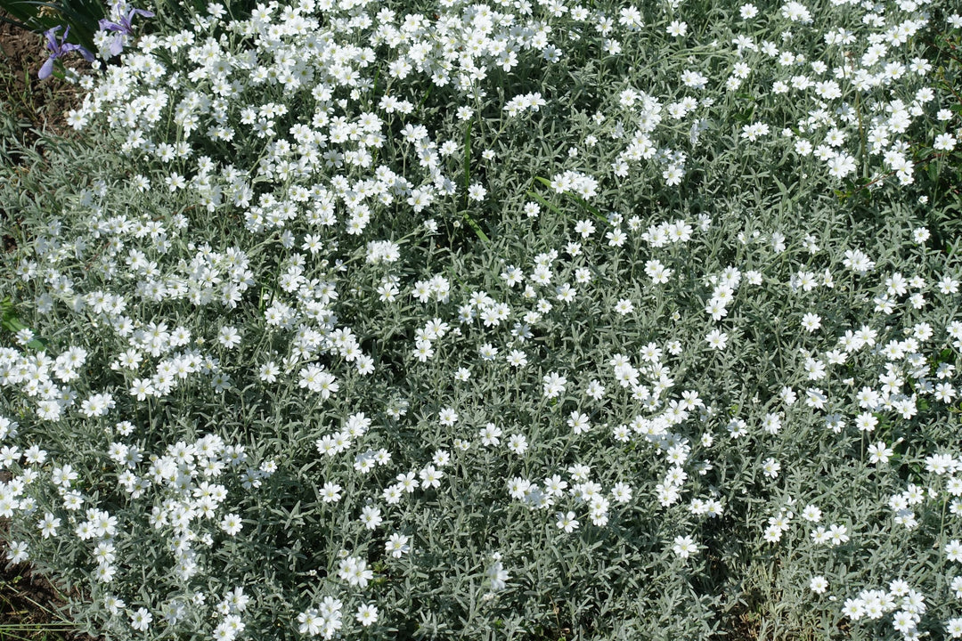 snow in summer flower seeds Snow in Summer