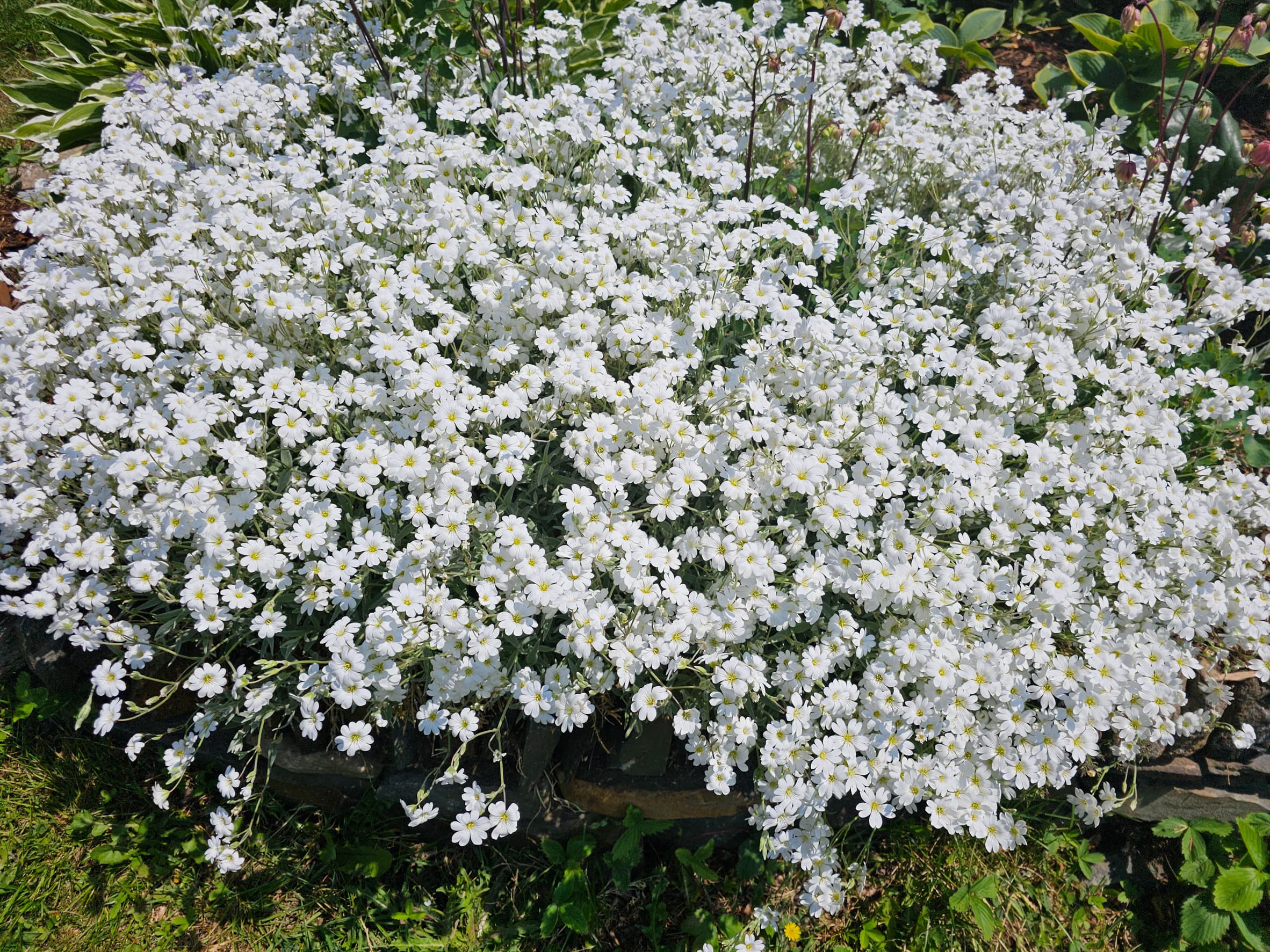 スノーインサマー Snow in Summer - Flat